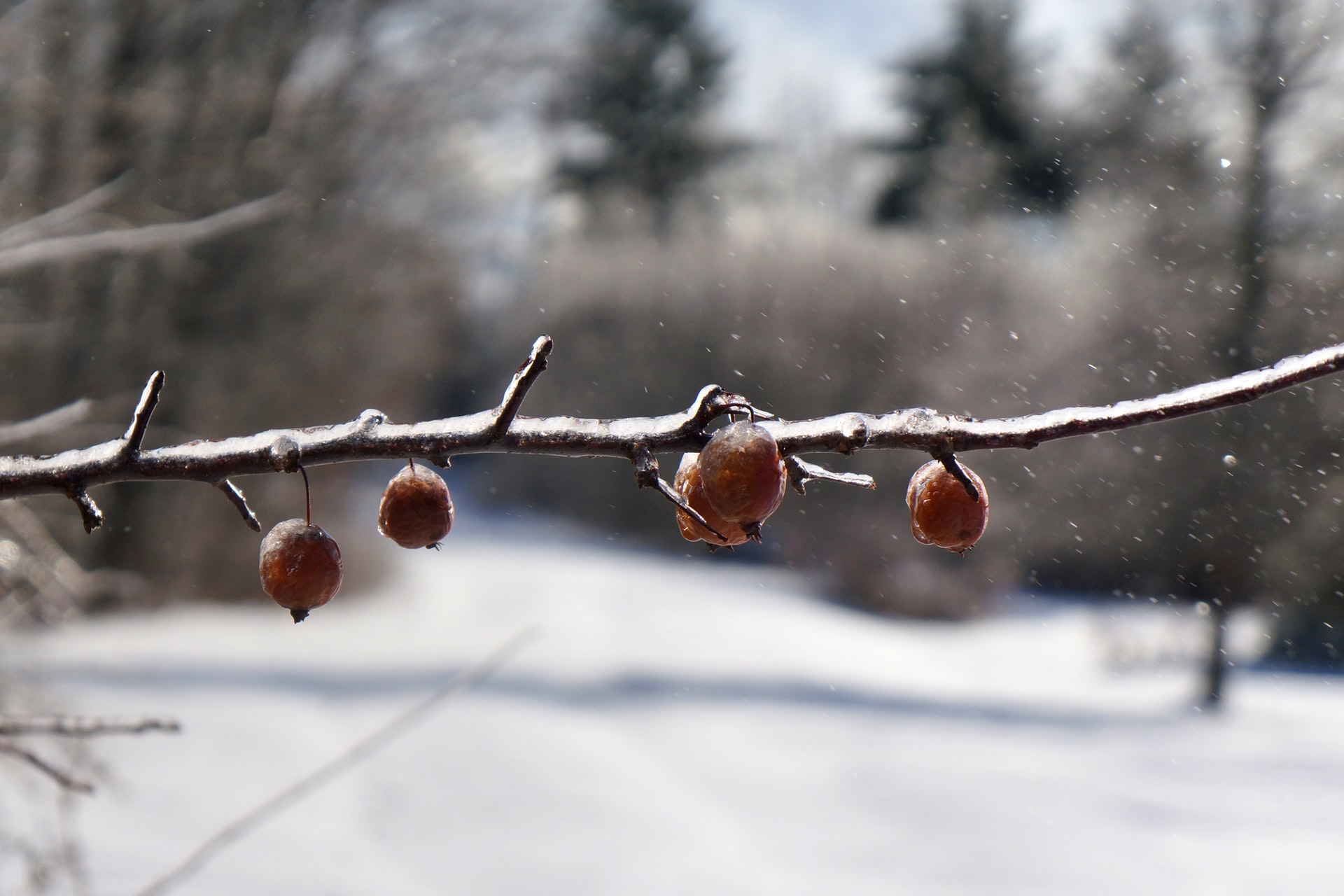 Growing Your Own Fruit