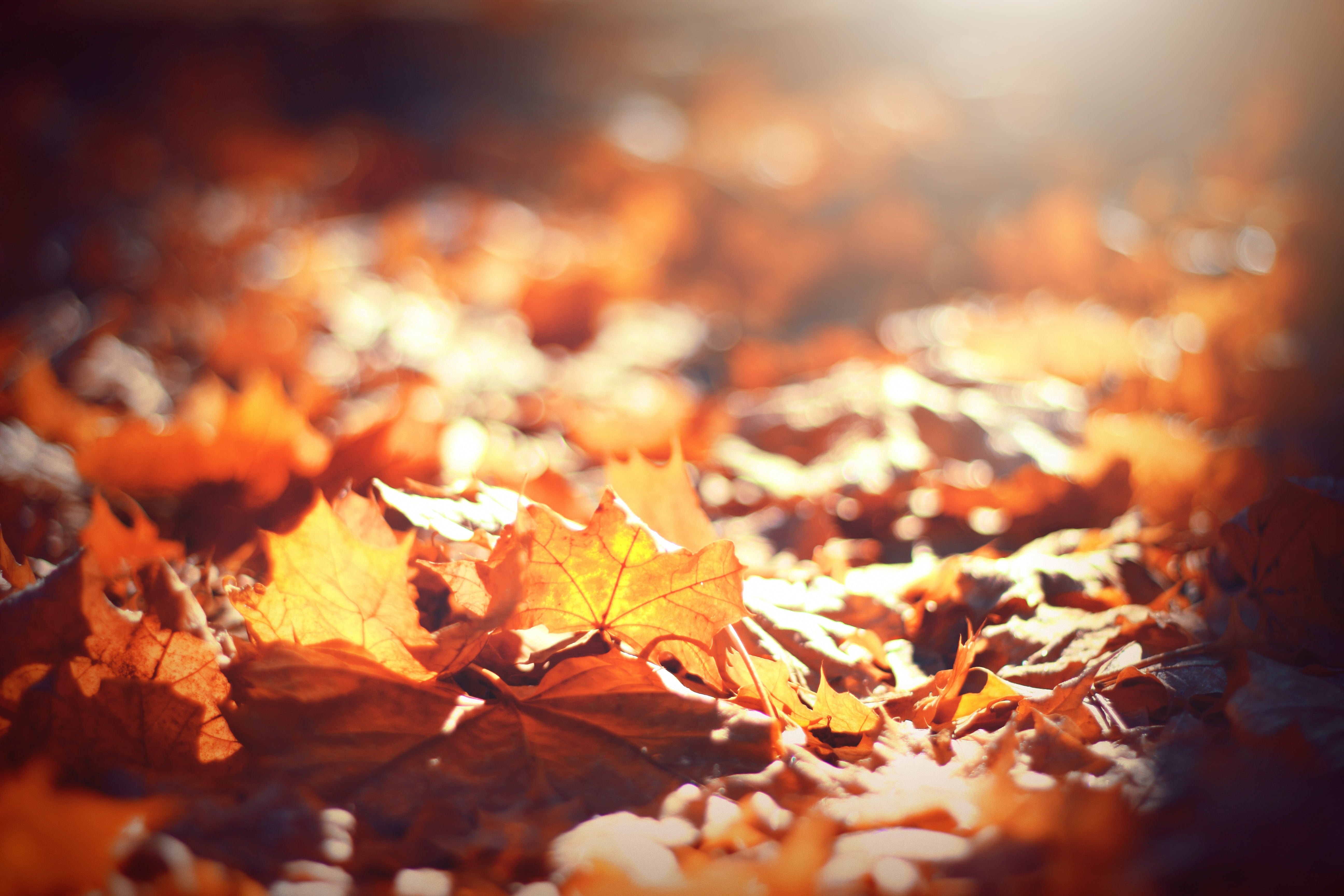 How to care for plastic decking in Autumn